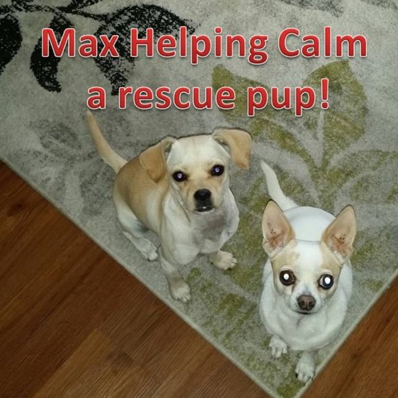 Meet your Posher, Kj - Picture 4 of 14